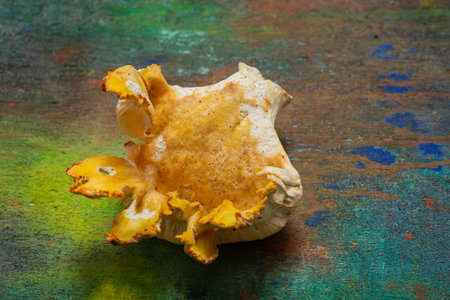 Forest mushrooms - use photos for scientific purposes. Abstract backgroundの写真素材