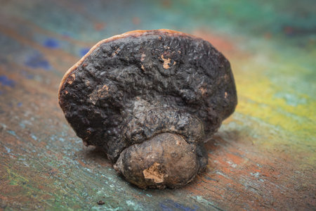 The medicinal mushroom polypores is lying on the table. Abstract background