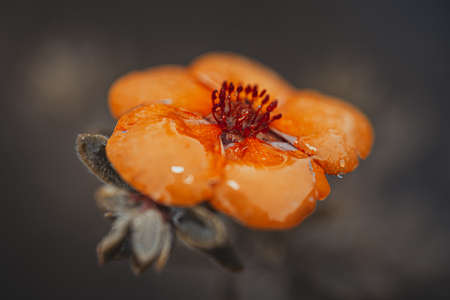Background art- stylish still life flowers. Creative artwork used for printing on large format canvasの写真素材