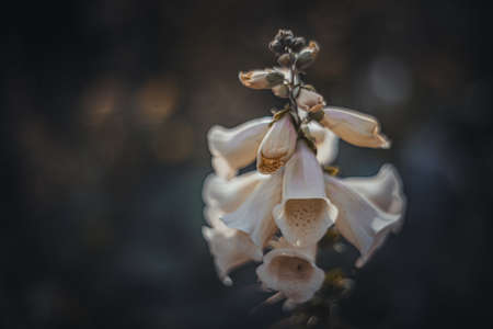 Background art- stylish still life flowers. Creative artwork used for printing on large format canvasの写真素材