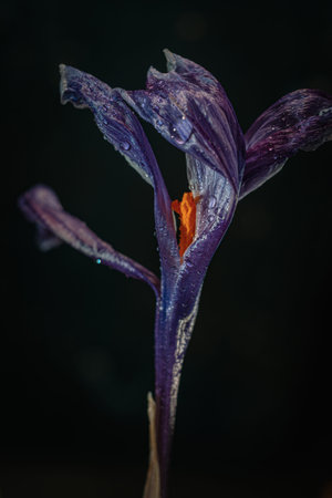 Background art- stylish still life flowers. Creative artwork used for printing on large format canvasの写真素材