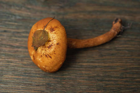 Honey fungus. Edible mushrooms - delicious and healthy dietary foodの写真素材