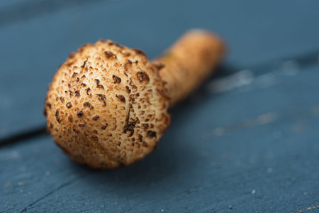 Honey fungus. Edible mushrooms - delicious and healthy dietary foodの写真素材