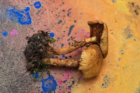 Honey fungus. Edible mushrooms - delicious and healthy dietary foodの写真素材