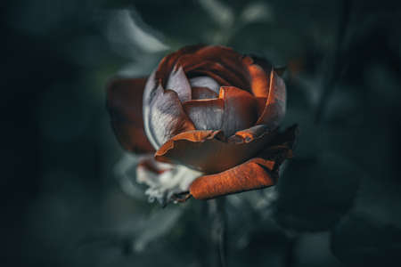 Background art- stylish still life flowers. Creative artwork used for printing on large format canvasの写真素材