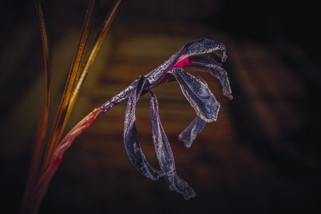 Background art- stylish still life flowers. Creative artwork used for printing on large format canvasの写真素材