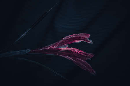 Background art- stylish still life flowers. Creative artwork used for printing on large format canvasの写真素材