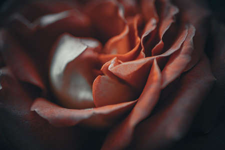 Background art- stylish still life flowers. Creative artwork used for printing on large format canvasの写真素材