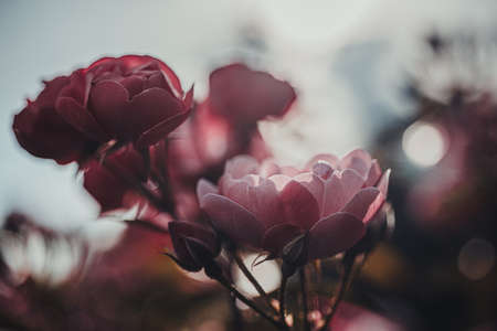 Background art- stylish still life flowers. Creative artwork used for printing on large format canvasの写真素材