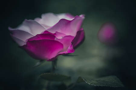 Background art- stylish still life flowers. Creative artwork used for printing on large format canvasの写真素材