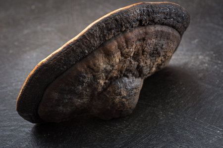 The medicinal mushroom polypores is lying on the table. Abstract background
