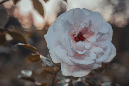Background art- stylish still life flowers. Creative artwork used for printing on large format canvasの写真素材