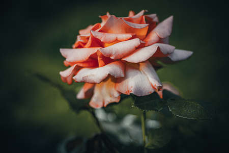 Background art- stylish still life flowers. Creative artwork used for printing on large format canvasの写真素材