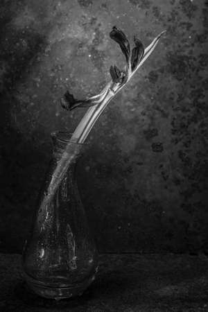 Background art- stylish still life flowers. Creative artwork used for printing on large format canvasの写真素材