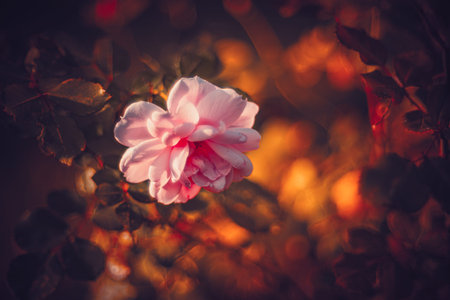 Background art- stylish still life flowers. Creative artwork used for printing on large format...