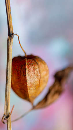 Physalis. Winter cherry- exotic fruit. Decorative branchの写真素材