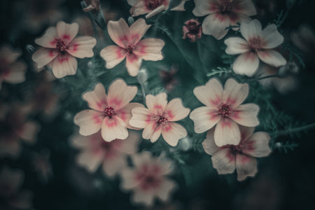 Background art- stylish still life flowers. Creative artwork used for printing on large format...