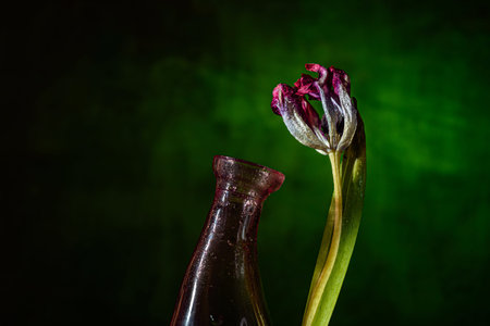 Flowers for interior decoration- can be used in the work of the designerの写真素材