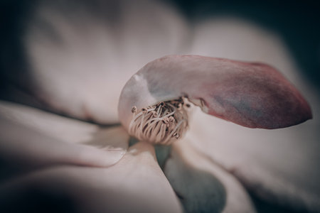 Flowers for interior decoration- can be used in the work of the designerの写真素材