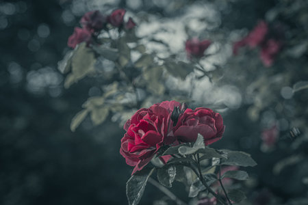 Background art- stylish still life flowers. Creative artwork used for printing on large format...