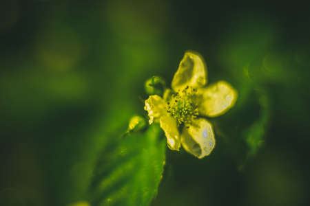 DOF- depth of field. Flowers - soft focus effectの写真素材