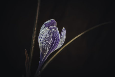 Background art- stylish still life flowers. Creative artwork used for printing on large format...