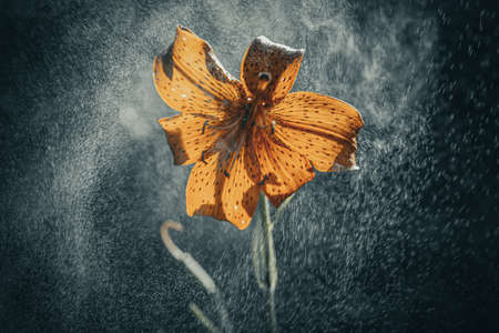 Background art- stylish still life flowers. Creative artwork used for printing on large format canvasの写真素材