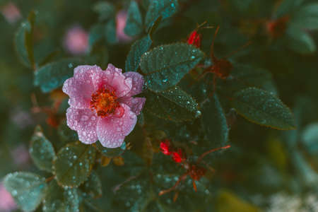 DOF- depth of field. Flowers - soft focus effectの写真素材