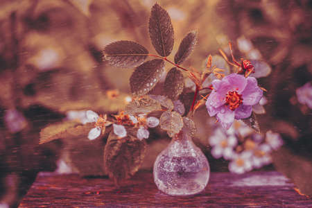 DOF- depth of field. Flowers - soft focus effectの写真素材