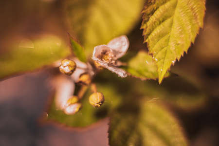 DOF- depth of field. Flowers - soft focus effectの写真素材