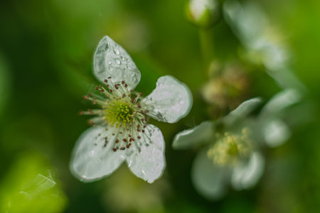 DOF- depth of field. Flowers - soft focus effect