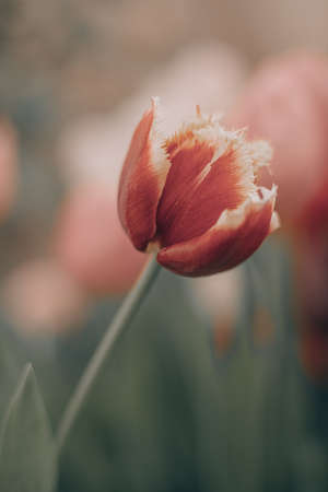 DOF- depth of field. Flowers - soft focus effectの写真素材