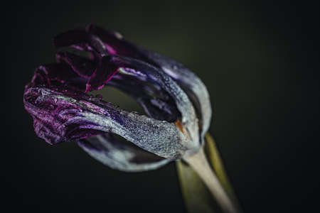 Background art- stylish still life flowers. Creative artwork used for printing on large format canvasの写真素材