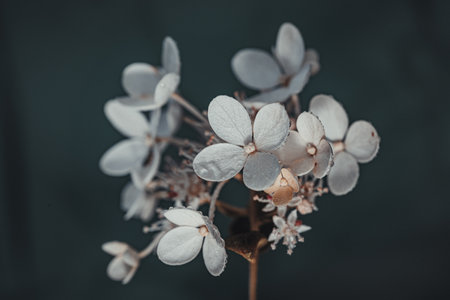 Background art- stylish still life flowers. Creative artwork used for printing on large format canvasの写真素材