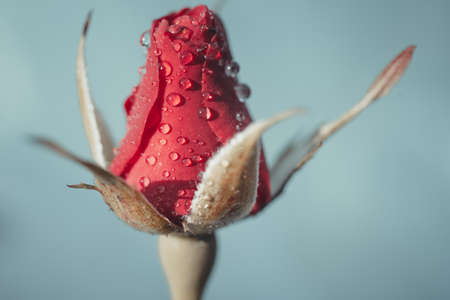 Background art- stylish still life flowers. Creative artwork used for printing on large format canvasの写真素材