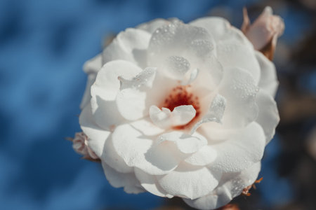 Background art- stylish still life flowers. Creative artwork used for printing on large format...
