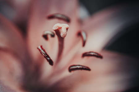 Background art- stylish still life flowers. Creative artwork used for printing on large format canvasの写真素材