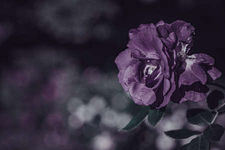 Background art- stylish still life flowers. Creative artwork used for printing on large format canvasの写真素材