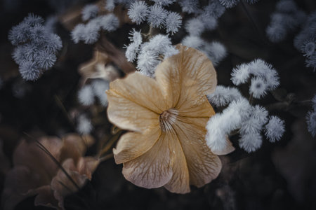 Background art- stylish still life flowers. Creative artwork used for printing on large format...