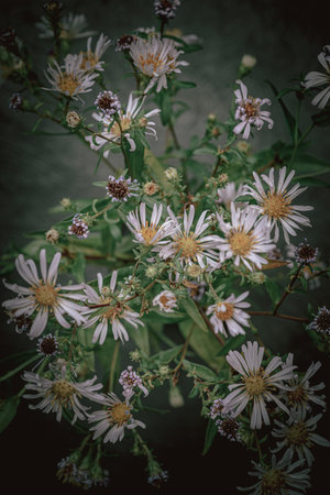 The flowers are out of focus. A pleasant blur of the image can be used in the work of the designer