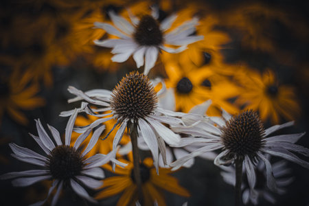 Background art- stylish still life flowers. Creative artwork used for printing on large format canvasの写真素材
