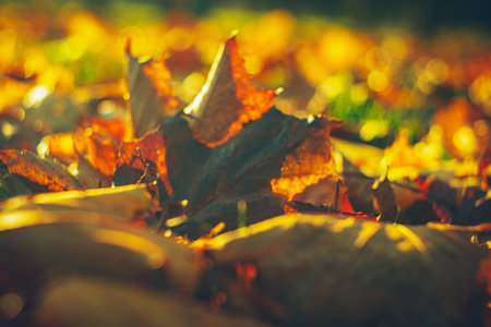 Autumn time - soft focus effect. Blur natural - leaves bokeh backgroundの写真素材