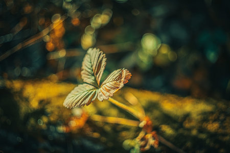 Autumn time - soft focus effect. Blur natural - leaves bokeh background