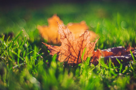 Autumn time - soft focus effect. Blur natural - leaves bokeh backgroundの写真素材