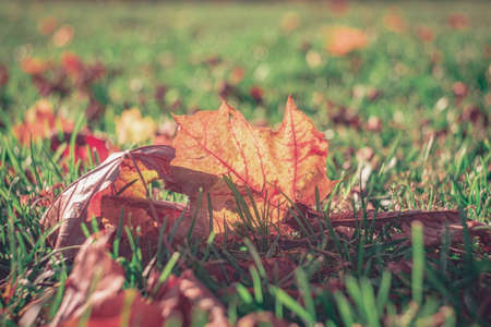 Autumn time - soft focus effect. Blur natural - leaves bokeh backgroundの写真素材