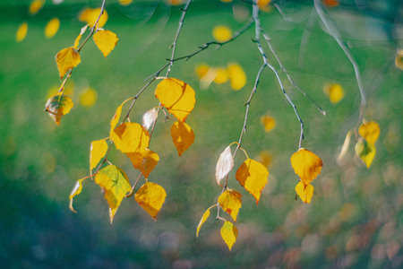 Autumn time - soft focus effect. Blur natural - leaves bokeh backgroundの写真素材