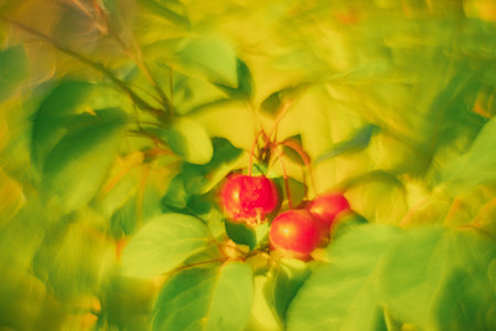 DOF- depth of field. Flowers - soft focus effect