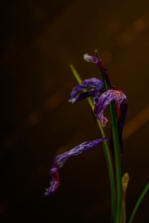 Background art- stylish still life flowers. Creative artwork used for printing on large format...