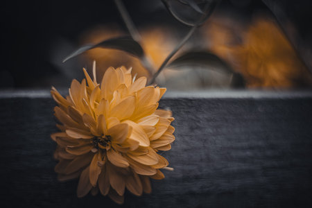 Background art- stylish still life flowers. Creative artwork used for printing on large format canvasの写真素材