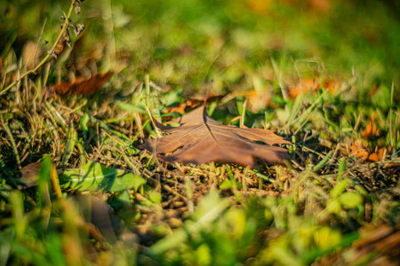 Autumn time - soft focus effect. Blur natural - leaves bokeh background